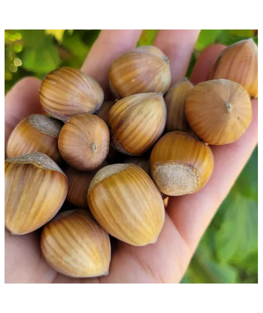 SEAU MEYVA - NOISETTE DECORTIQUEE 5KG - Origine FRANCE - Calibre 15+