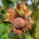 Bucket Meyva - Decorated hazelnut 5kg - Origin France - Caliber 15+