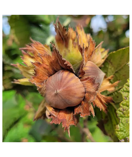 Bucket Meyva - Decorated hazelnut 5kg - Origin France - Caliber 15+