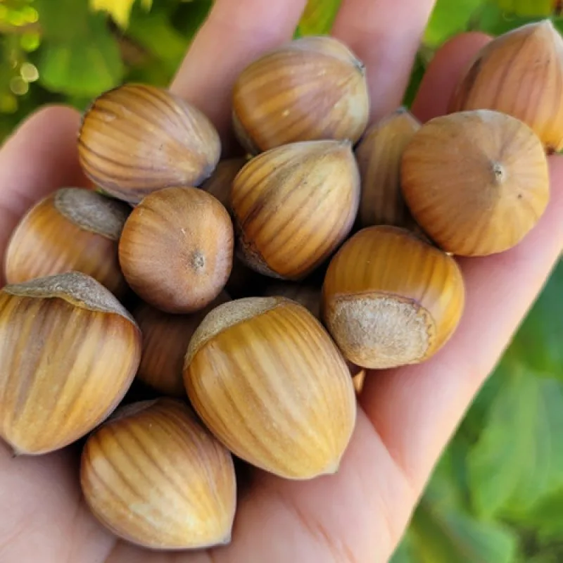 SEAU MEYVA - NOISETTE DECORTIQUEE 5KG - Origine FRANCE - 2