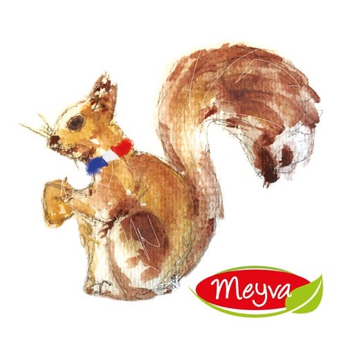 Notre écureuil Meyva 🐿 PRESENTOIR ! Découvre notre nouvelle…